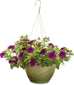 Hanging baskets featuring patented reservoir and drainage system.